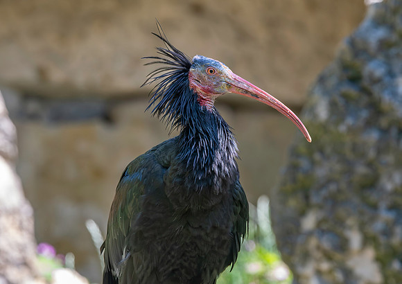 Waldrapp / Northern bald ibis