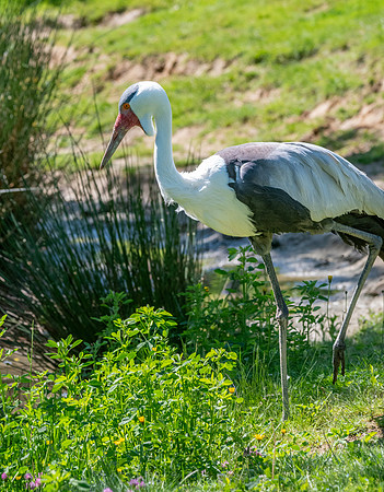 Wattled crane
