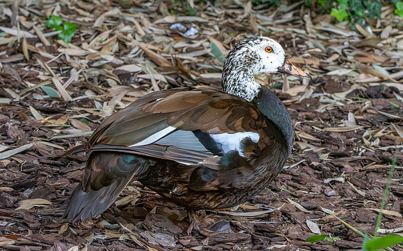 White winged duck
