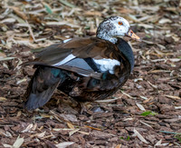 White winged duck