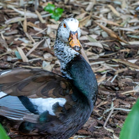 White winged duck