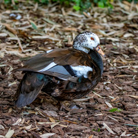 White winged duck