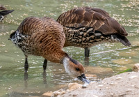 West Indian whistling duck