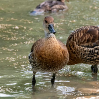 West Indian whistling duck