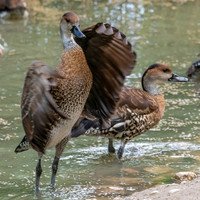 West Indian whistling duck