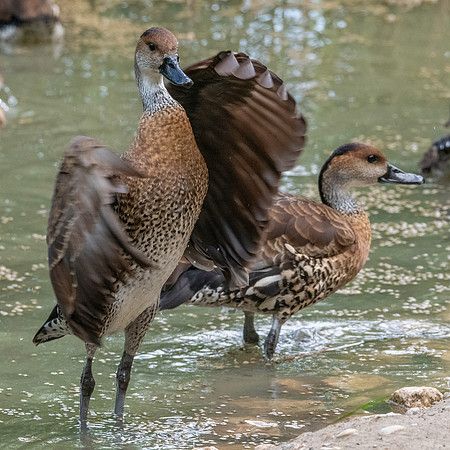 West Indian whistling duck