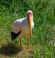 Yellow billed stork