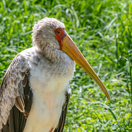 Yellow billed stork