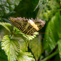 Zebra mosaic