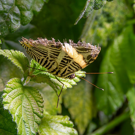 Zebra mosaic
