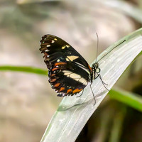 Atthis longwing