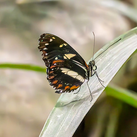 Atthis longwing
