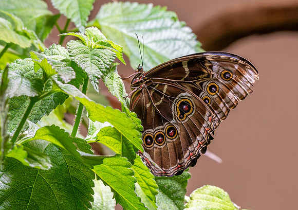 Blue Morpho