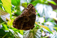 Blue Morpho