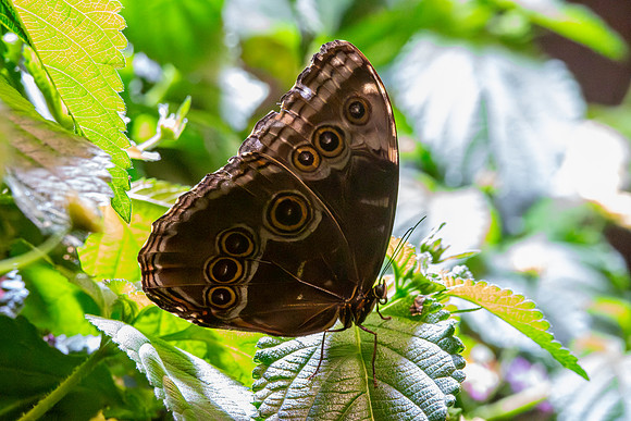 Blue Morpho