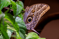 Dark owl