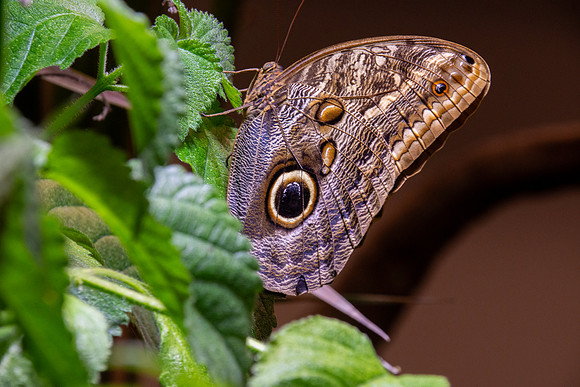 Dark owl