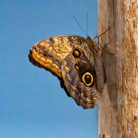 Giant owl
