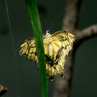 Giant swallowtail