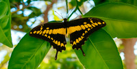 Giant swallowtail