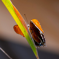 Rusty tipped page