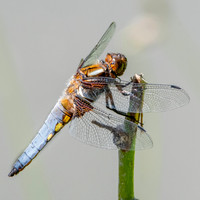 Broad bodied chaser