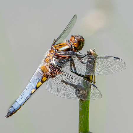 Broad bodied chaser