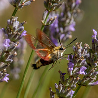 Broad-bordered bee hawk-moth