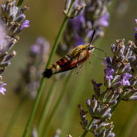 Broad-bordered bee hawk-moth