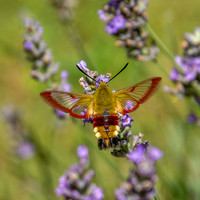 Broad-bordered bee hawk-moth