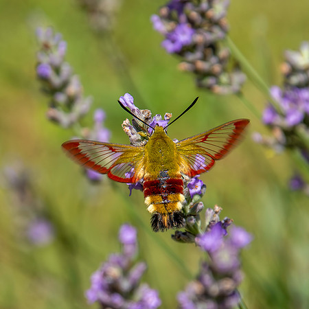 Broad-bordered bee hawk-moth