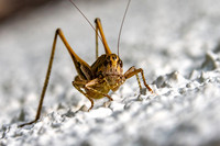 Brown spotted bush cricket