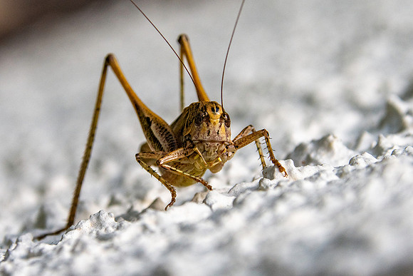 Brown spotted bush cricket