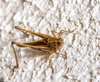 Brown spotted bush cricket