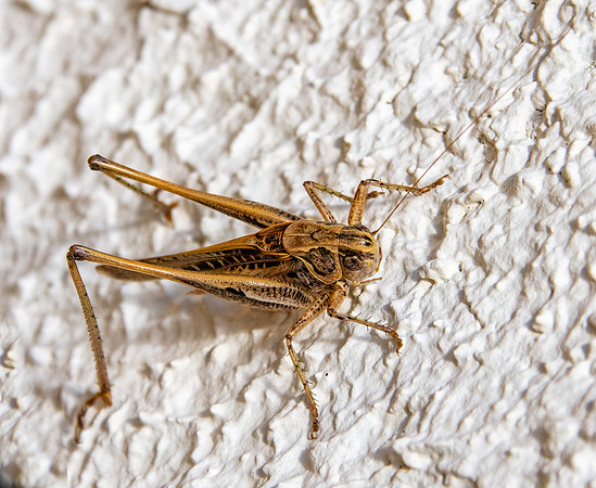 Brown spotted bush cricket