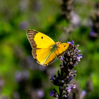 Clouded yellow