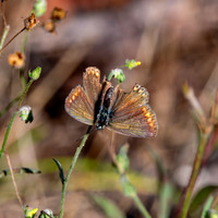 Common blue, female