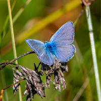 Common blue