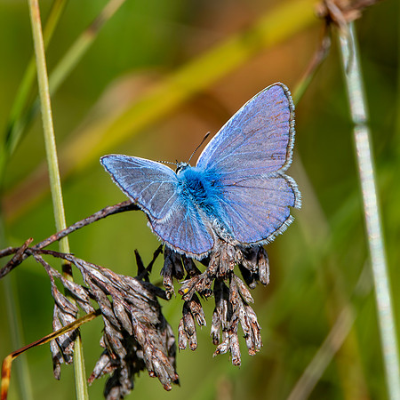 Common blue