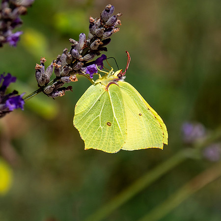 Common brimstone