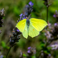 Common brimstone