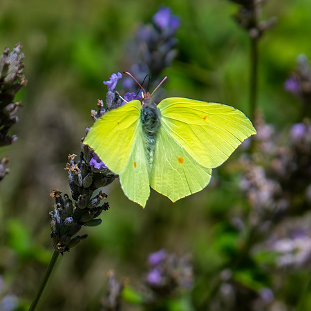 Common brimstone