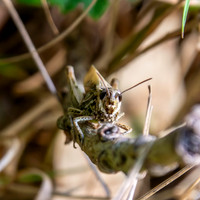 Common field grasshopper