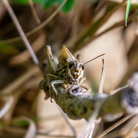 Common field grasshopper