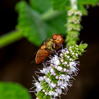 Common green bottle fly
