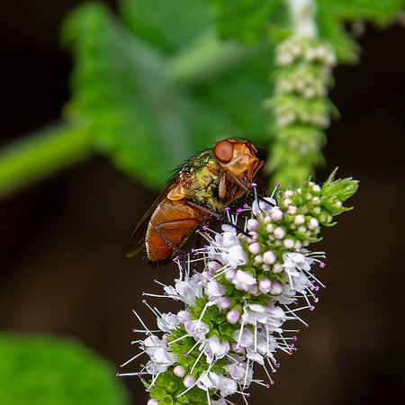 Common green bottle fly