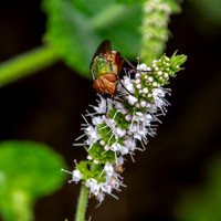 Common green bottle fly