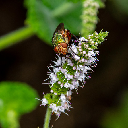 Common green bottle fly
