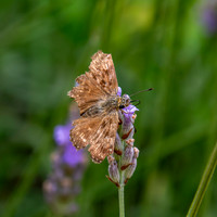 Dingy skipper