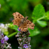 Dingy skipper